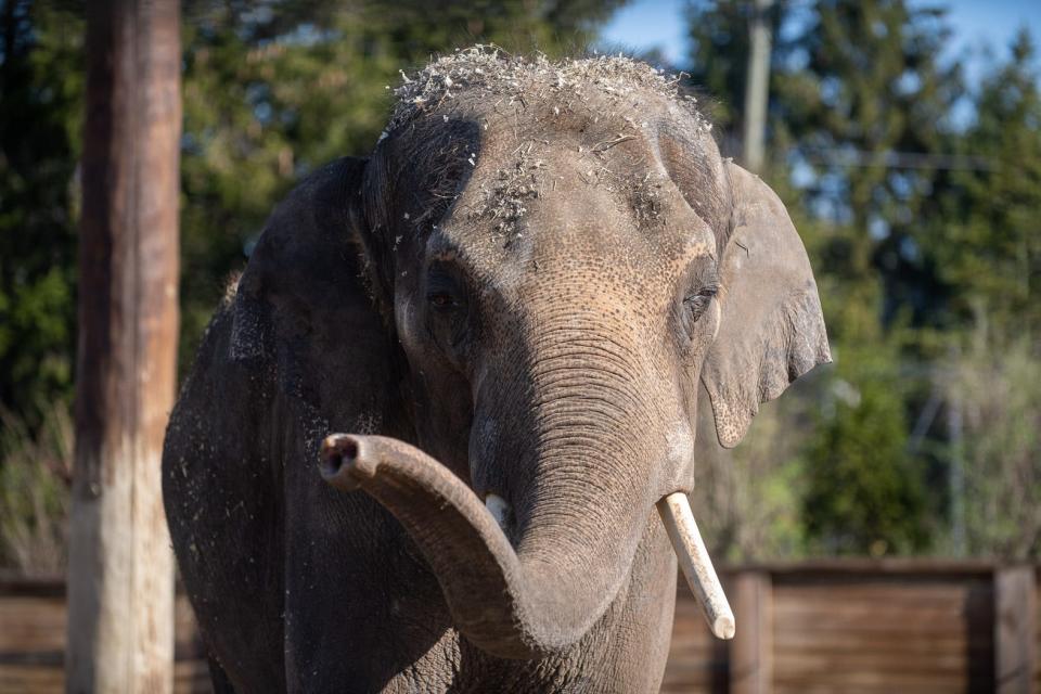 Beco the Asian elephant waves his trunk in this undated photo from the Columbus Zoo and Aquarium. The 13-year-old animal died Saturday from elephant endotheliotropic herpesvirus, according to the zoo.