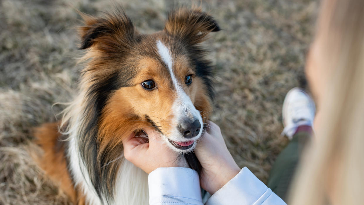 Shetland Sheepdog