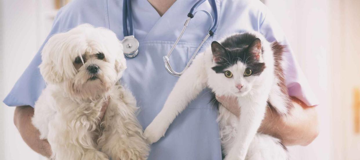 Should You Get Pet Insurance After Adopting a Dog or Cat?