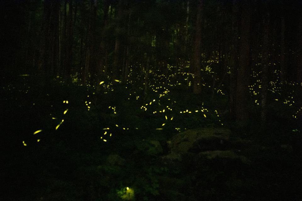 Scenes from the synchronous firefly event in Gatlinburg, Tennessee, June 6, 2022.