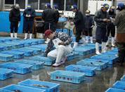 Blowfish wholesalers check the blowfish on sale at an early morning auction in Shimonoseki