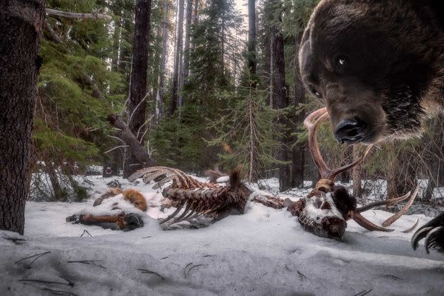 <p>Vainqueur catégorie &quot;Animaux dans leur environnement&quot;.&nbsp;Zack Clothier, pour sa photo de grizzly devant la carcasse d'un élan.</p>