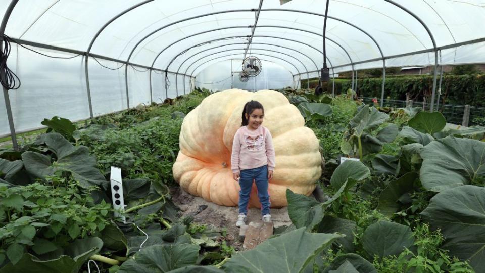 child with massive pumpkin in belgium, example for halloween trivia activity