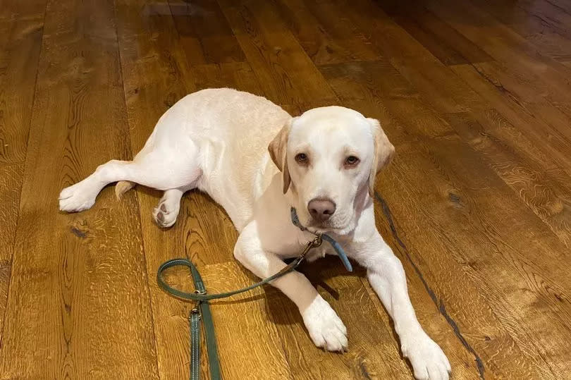 Rupert stretched out on the floor in the restaurant