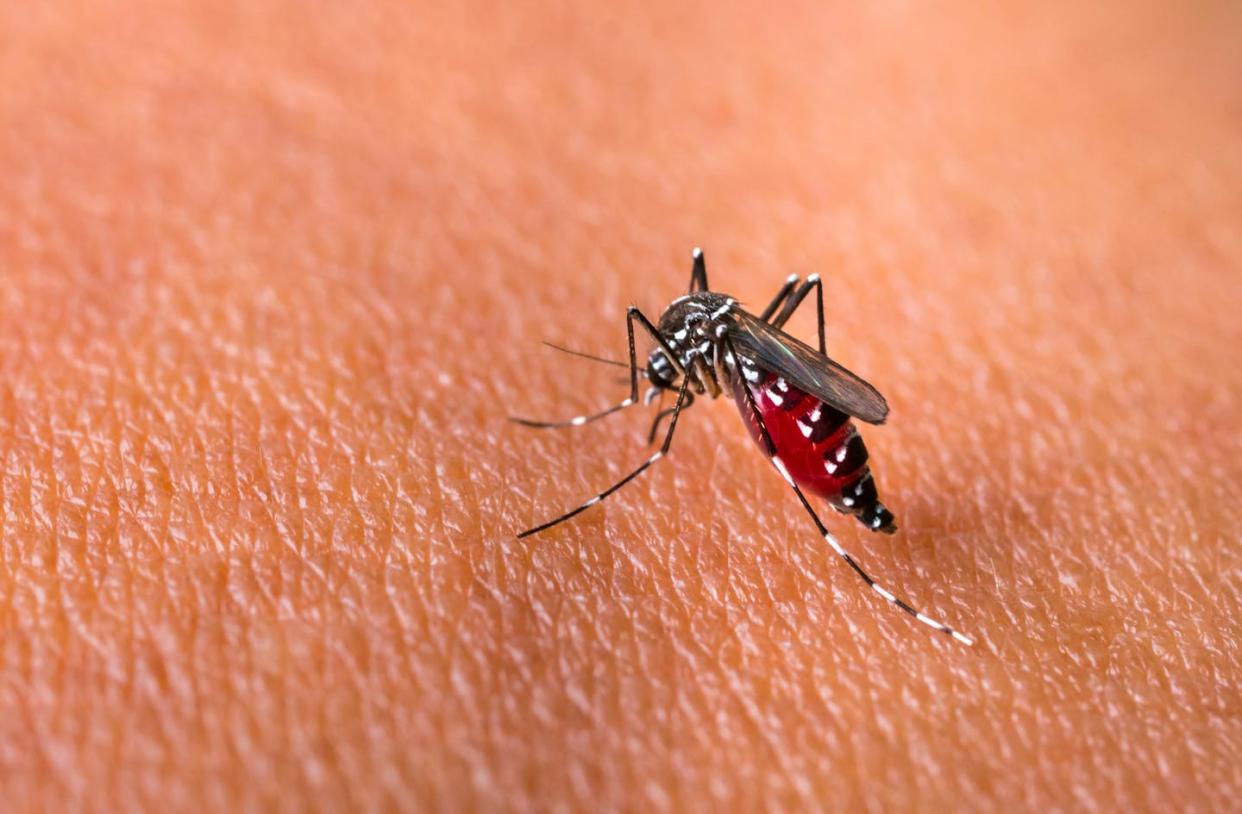 El mosquito 'Aedes aegypti' transmite los virus del dengue, chikungunya y zika. <a href="https://www.shutterstock.com/es/image-photo/aedes-aegypti-mosquitoe-bite-feeding-blood-1427900510" rel="nofollow noopener" target="_blank" data-ylk="slk:Thammanoon Khamchalee / Shutterstock;elm:context_link;itc:0;sec:content-canvas" class="link ">Thammanoon Khamchalee / Shutterstock</a>