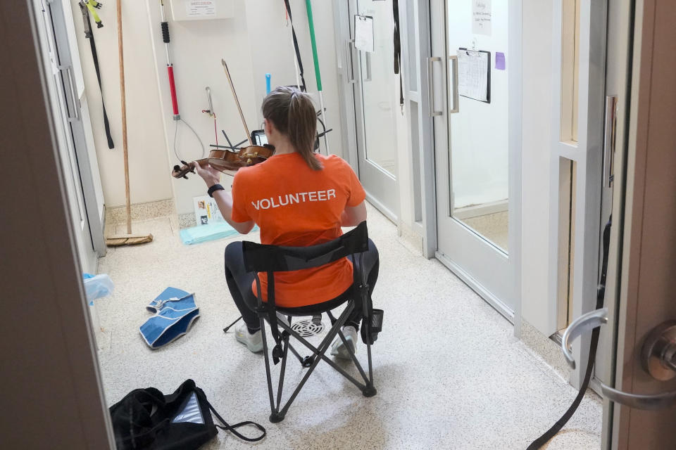 File - Volunteer Nicolle Eagan plays the violin for dogs being cared for at the ASPCA animal recovery center, Friday, April 21, 2023, in New York. Many nonprofits use images of suffering and need to motivate people to give, but a recent study from economists found there may be other effective strategies for prompting acts of generosity. (AP Photo/Mary Altaffer, File)