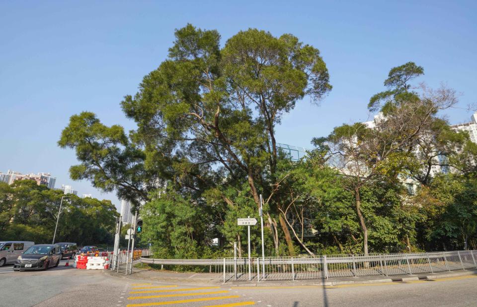 政府其中一個補種樹木選址位於青康路路旁，該位置將會補種84棵樹。