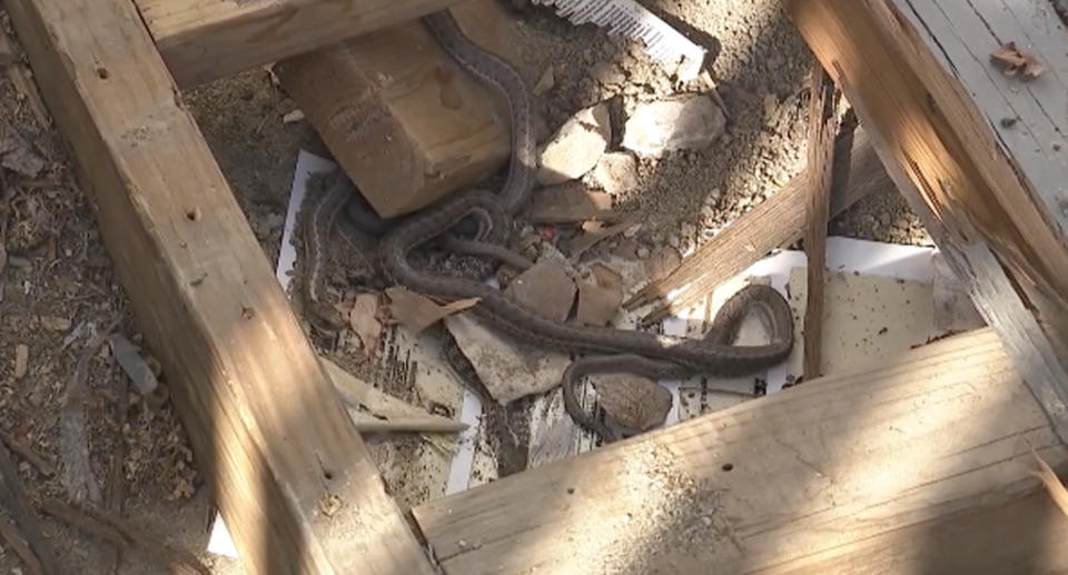 The snakes under the home's back deck after the floor was ripped off. 