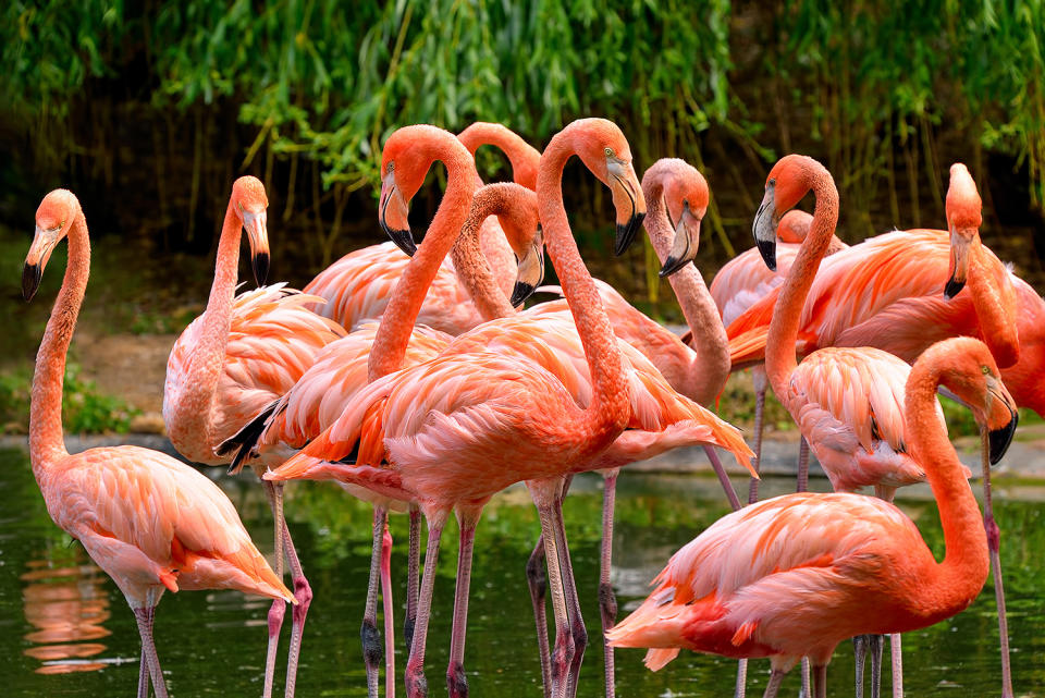 Wildlife at Florida's Everglades National Park