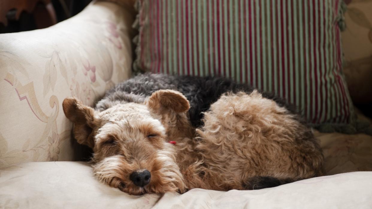 a content dog curls up for a nap on a pink sofa