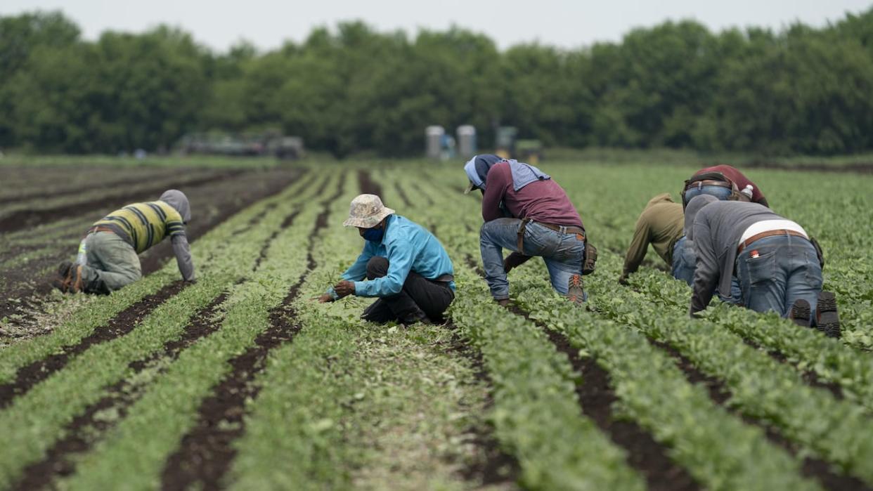 Thousands of workers come to Canada each year to work in the agriculture sector through the temporary foreign worker program.  (Ivanoh Demers/Radio-Canada - image credit)