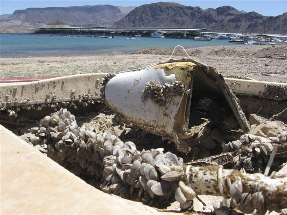 File - In this July 6, 2009 file photo, invasive quagga mussels cover this formerly sunken boat at Lake Mead National Recreation Area in Lake Mead National Recreation Area, Nev. A regional power planning group from Idaho, Oregon, Washington and Montana is pursuing $2 million from the federal government to help fend off the menace of invasive mussels that have clogged Colorado River reservoirs since 2007. These states and others say they're frustrated by the number of boats that continue to come from Lake Mead in Nevada and Arizona over their borders infested with quagga and zebra mussels. (AP Photo/Felicia Fonseca, File)