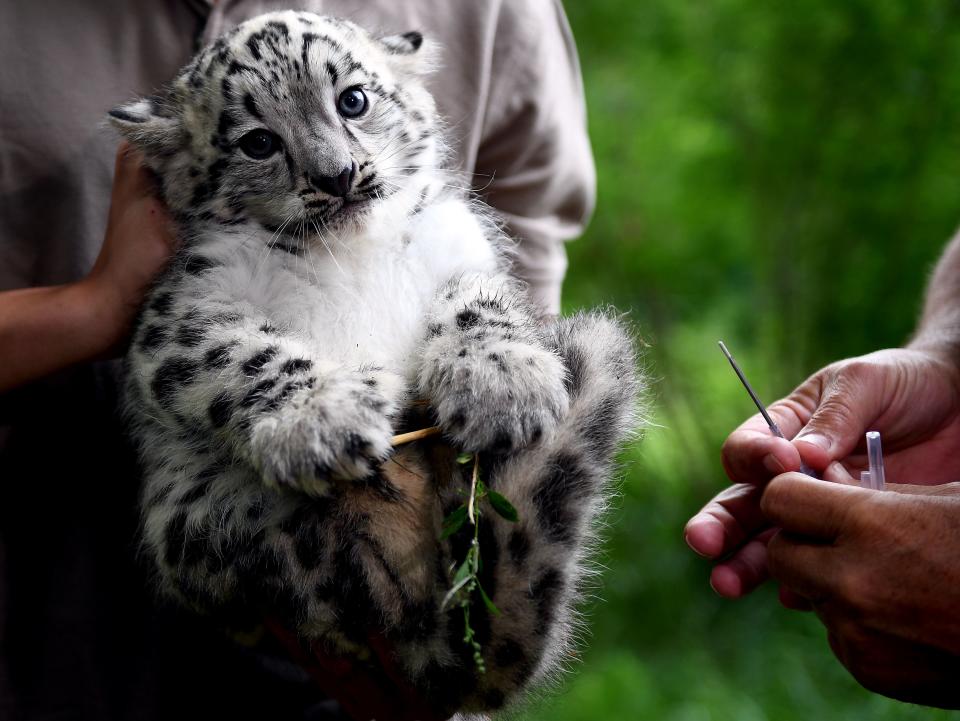 <p>A baby snow leopard gets his first vaccination on Aug. 10, 2017, at the Tierpark Zoo in Berlin. (Photo: Britta Pedersen/AFP/Getty Images) </p>