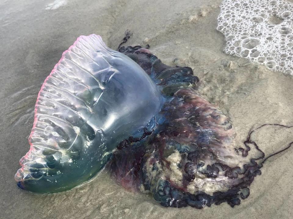 A Portuguese Man-Of-War was spotted on Hilton Head’s beach on Nov. 11 between the Sonesta Resort and Coligny beach. The venomous Portuguese Man-Of-War is also known as a “bluebottle” jellyfish and can deliver an “excruciatingly painful” sting to humans even weeks after it’s dead.