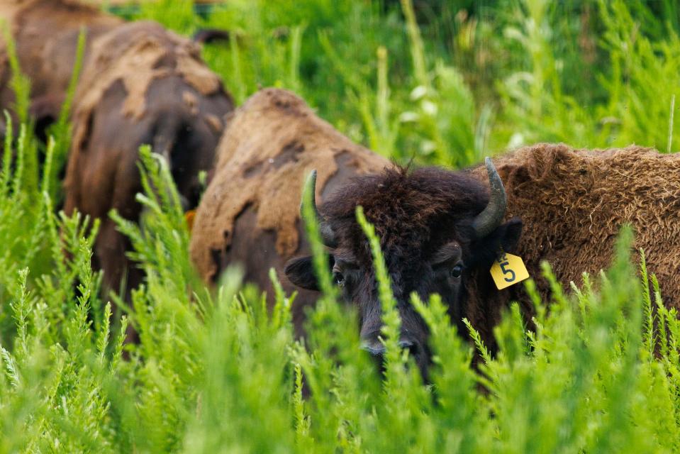 Bison roam a field on the property during opening day at the Indiana Dinosaur Museum on Friday, July 12, 2024, in South Bend.