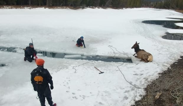 Rescuers sprang into action last Friday after an elk fell through thin ice on the Row River in Banff, Alta. Here is the elk after it had been removed from the waters. (Parks Canada - image credit)