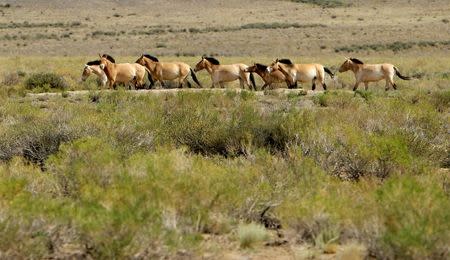 A herd of endangered Przewalski's horses walk across the Takhin Tal National Park, part of the Great Gobi B Strictly Protected Area, in south-west Mongolia, June 21, 2017. REUTERS/David W Cerny