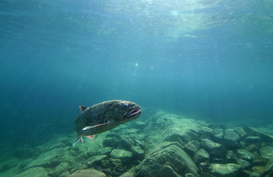 On Aug. 24, 2023, a federal judge approved an agreement between five Native American tribes and regulatory agencies to revise a fishing policy covering parts of three of the Great Lakes.