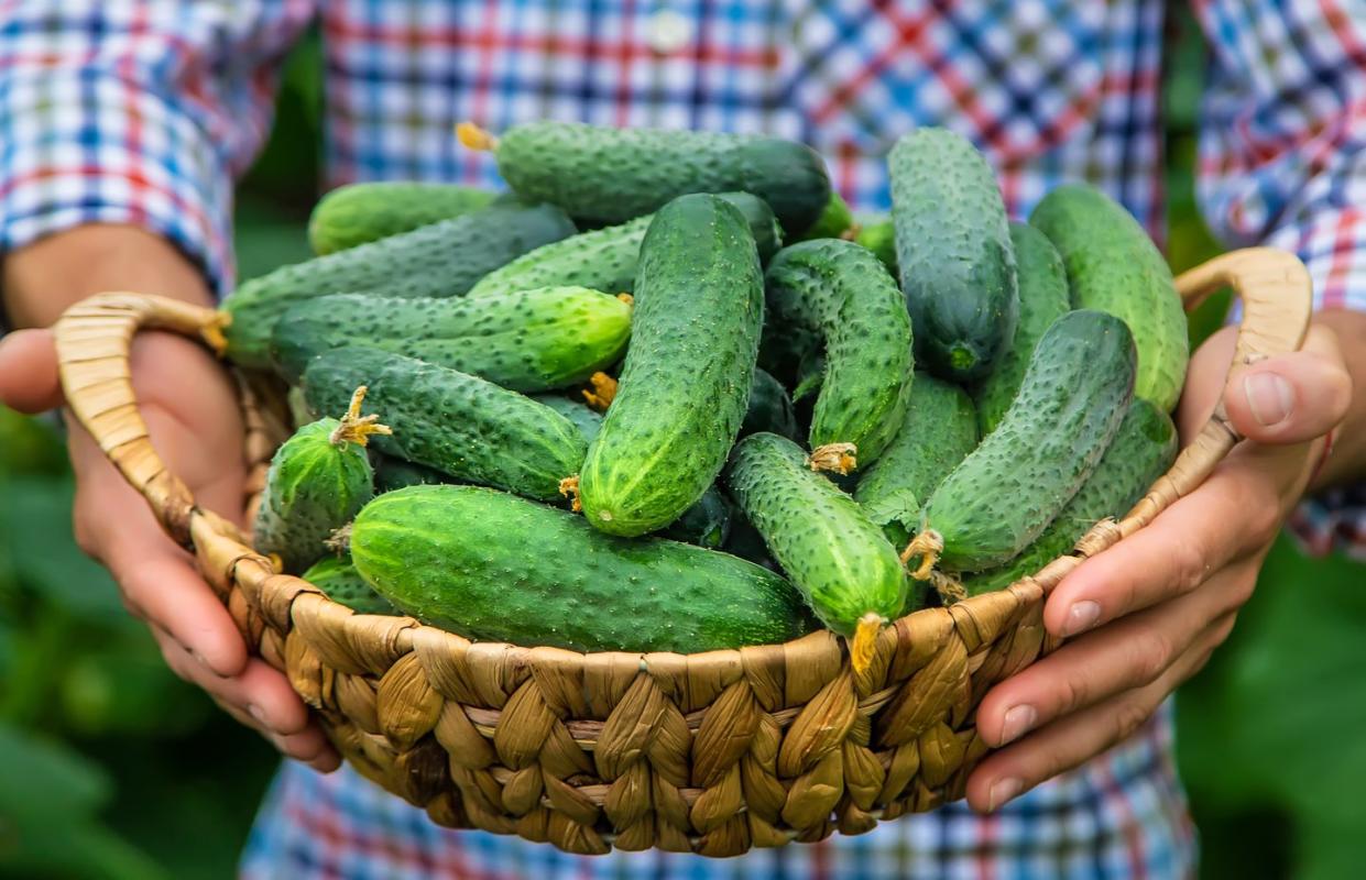summer vegetables cucumbers