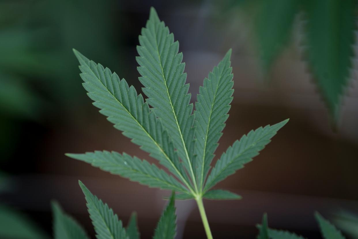 Scientists from Harvard University's Dana-Farber Cancer Institute have found evidence that a chemical derived from cannabis may be capable of extending the life expectancy for those pancreatic cancer. (Photo by Pablo PORCIUNCULA BRUNE / AFP)