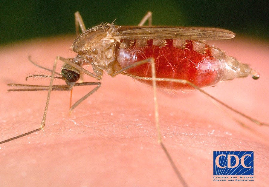 In Florida, malaria is transmitted through infected Anopheles mosquitoes