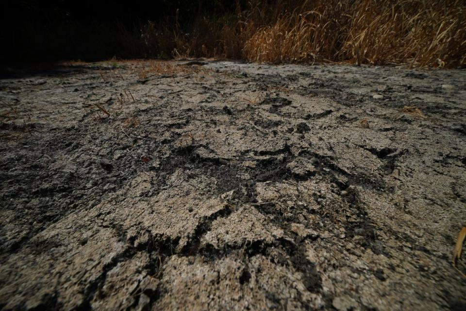 The dried bed at Heronry Pond in Wanstead Park, east London (Yui Mok/PA) (PA Wire)