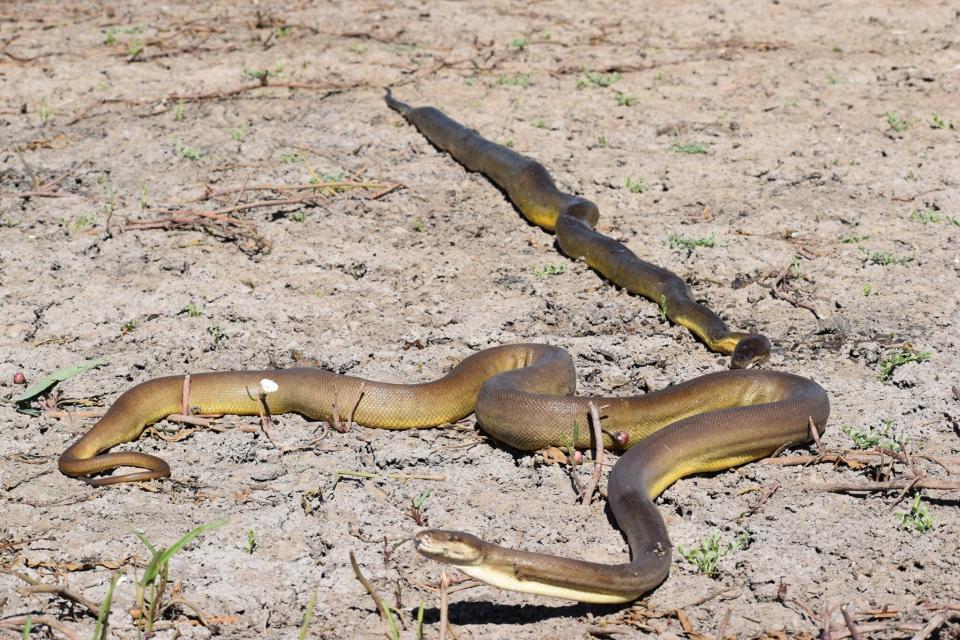The olive python leaves as his meal lies dead on the ground behind him.