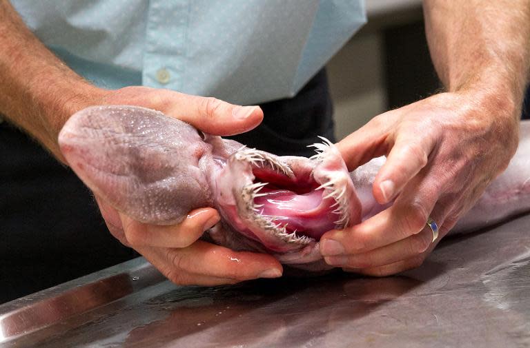 The Australian Museum shows off a goblin shark, a rare sea creature described as an "alien of the deep"