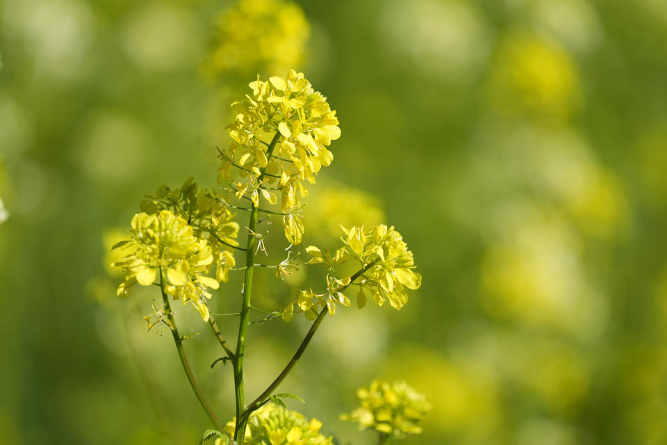 Mustard is seen in a vineyard along Highway 29 in St. Helena, Calif., Wednesday, Feb. 28, 2024. Brilliant yellow and gold mustard is carpeting Northern California's wine country, signaling the start of spring and the celebration of all flavors sharp and mustardy. (AP Photo/Eric Risberg)