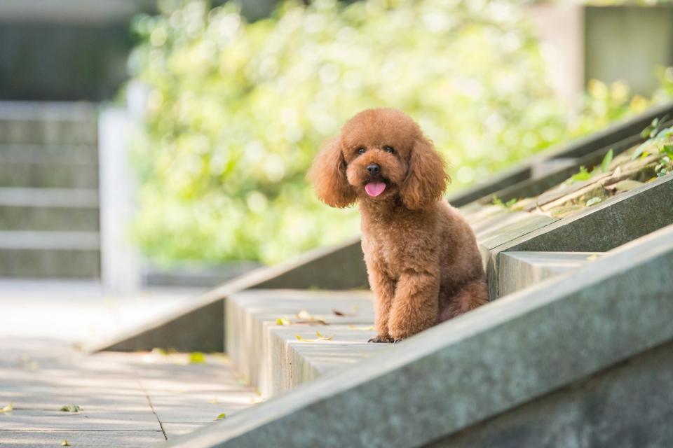 Toy poodle sits on concrete steps