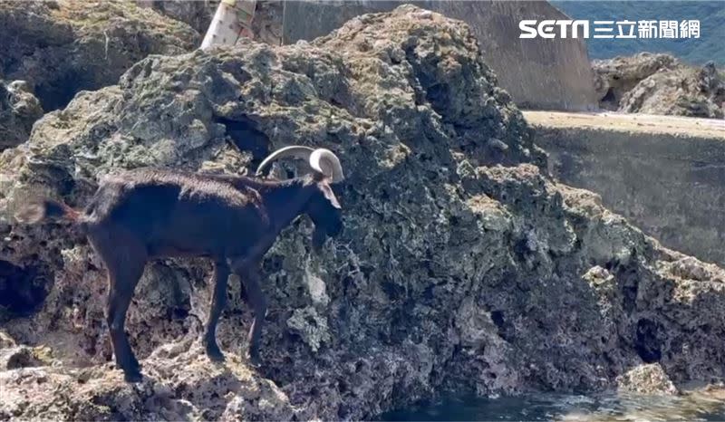 這頭羊吃鹽吃到忘我，漲潮後被困在礁岩上的畫面都被拍下來。（圖／記者王浩原攝影）