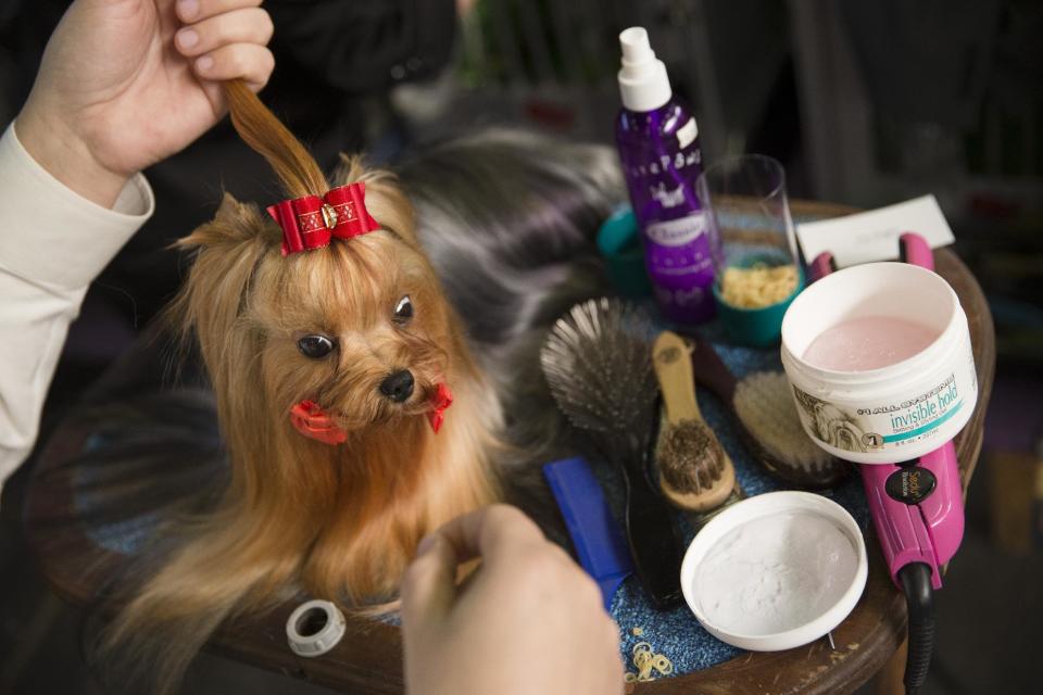 Jordan, a Yorkshire terrier, is prepped in the benching area during the Westminster Kennel Club dog show, Monday, Feb. 10, 2014, in New York. (AP Photo/John Minchillo)