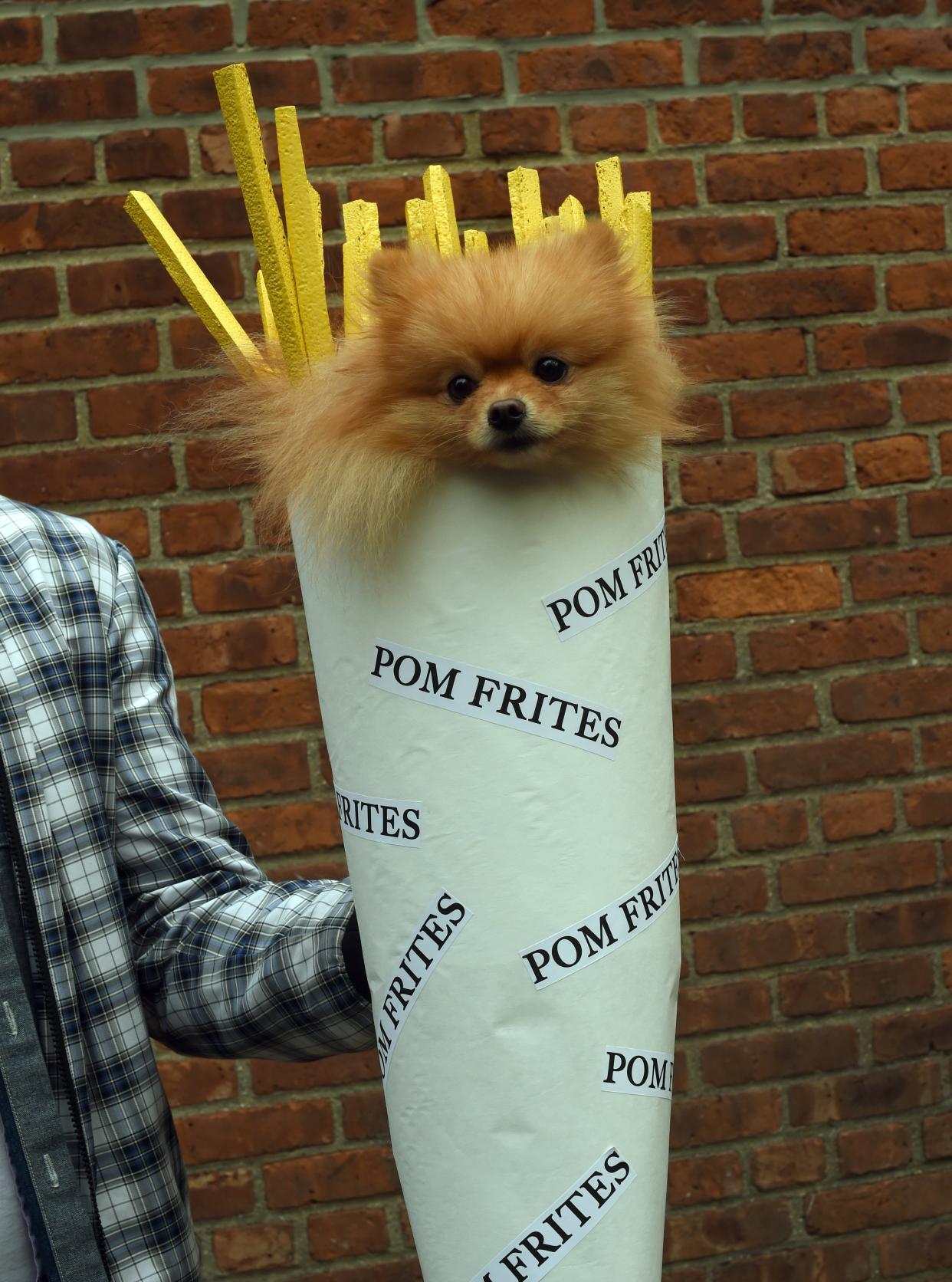 The 21 most clever dog Halloween costumes from New York’s Halloween Dog Parade