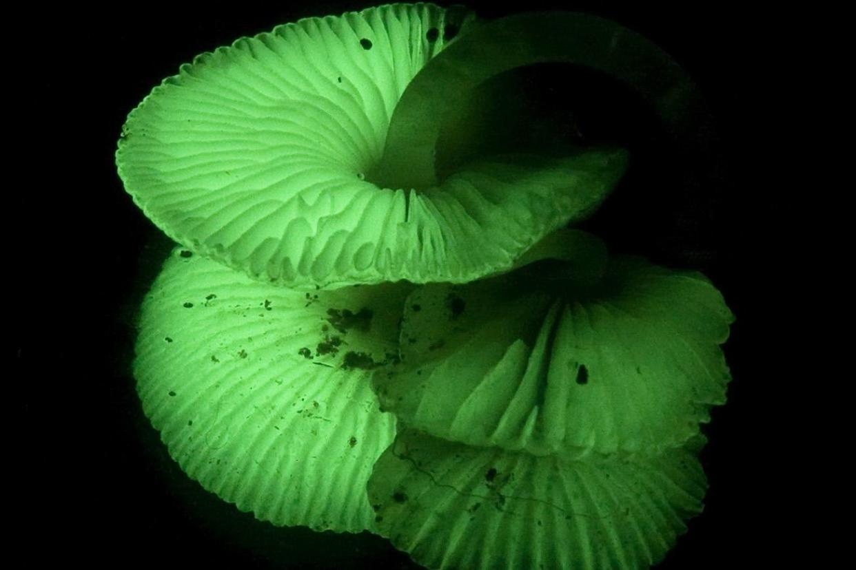 Glowing mushrooms on a mirror