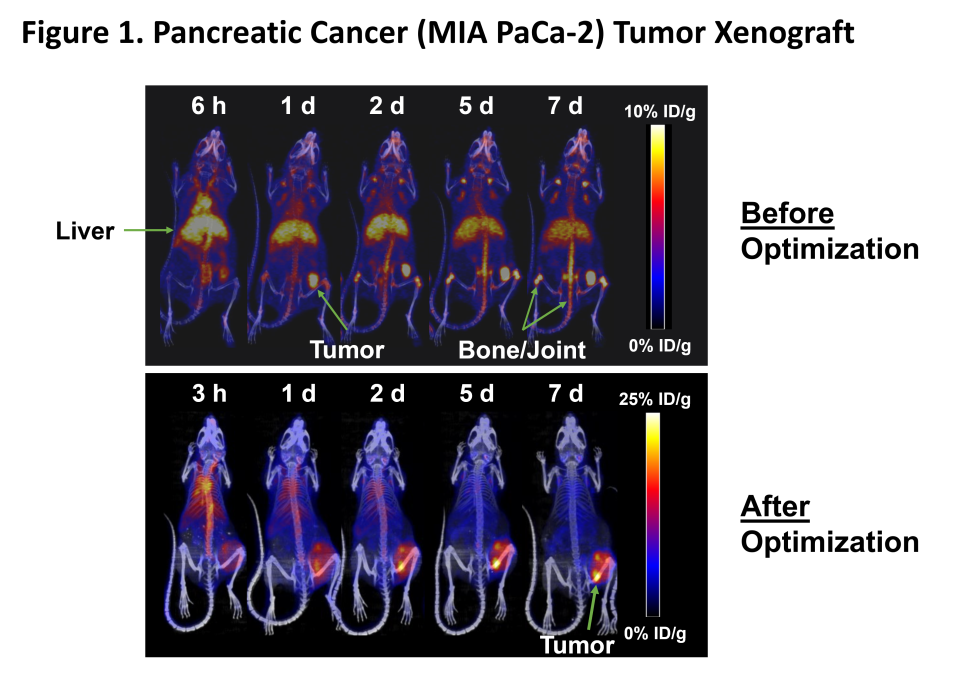 Pancreatic cancer (MIA-PaCa-2) tumor xenograft