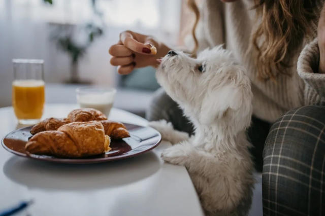 Feeding Adult Dogs - DogTime