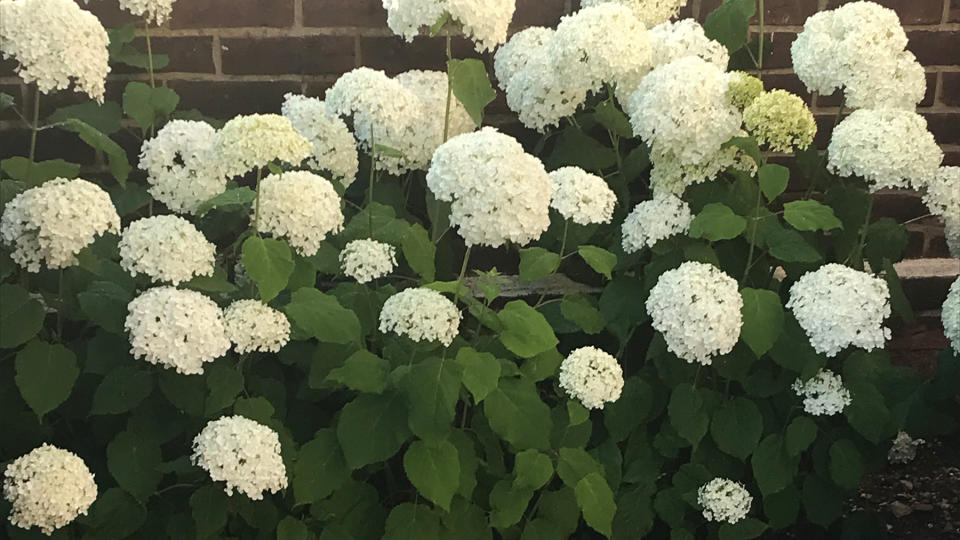 Row of white hydrangeas