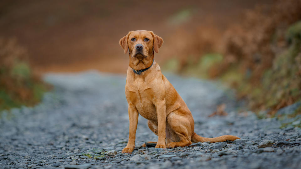 There are so many reasons to love Labradors. It’s official, they have topped the most popular dog charts more often than any other breed – and here’s why
