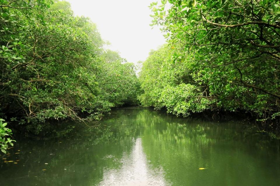 Malaysia is home to around 575,000 hectares of mangrove forests which play an integral role in sustaining the environment. (Photo: Marriott)