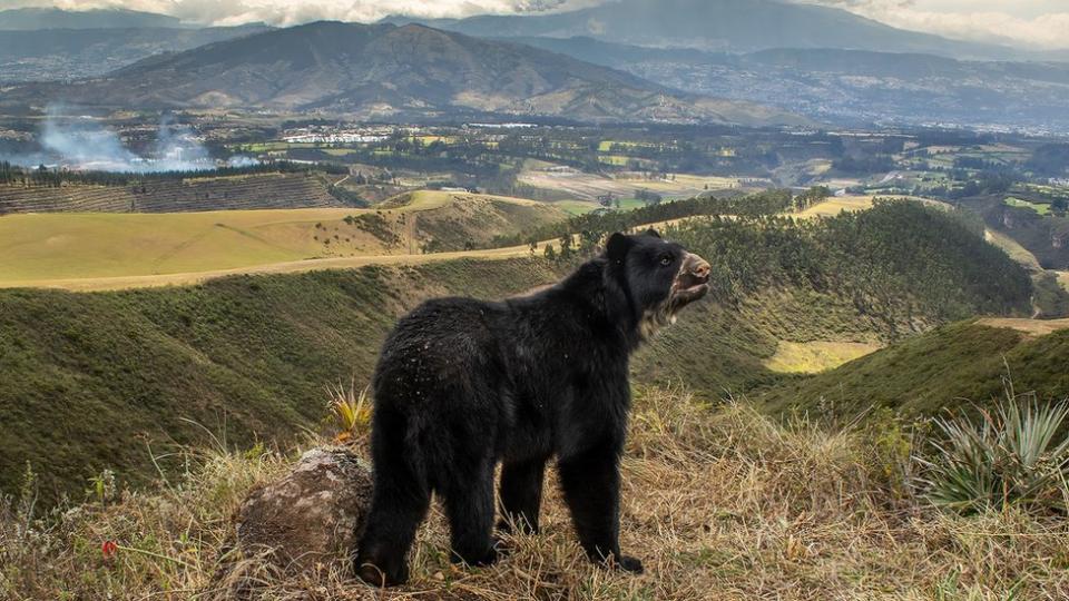 Un oso en su hábitat