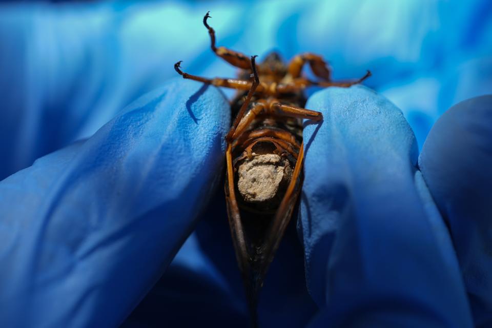 West Virginia University mycology professor Matt Kasson wears gloves to hold a periodical cicada infected with the Massospora cicadina fungus at Morton Arboretum on Thursday, June 6, 2024, in Lisle, Ill. Kasson is tracking the fungus, the only one on Earth that makes amphetamine. It takes control over the cicada, makes them hypersexual, looking to spread the parasite as a sexually transmitted disease. (AP Photo/Carolyn Kaster)