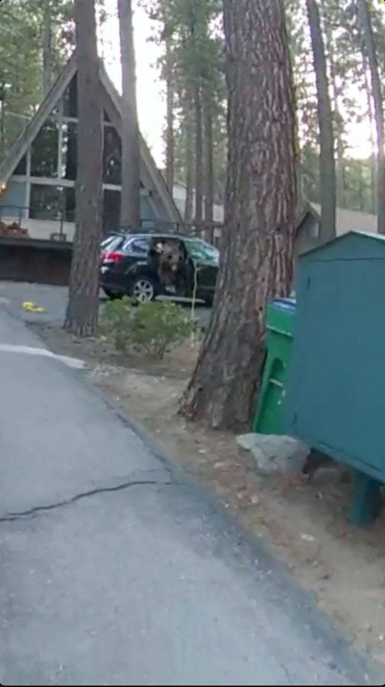 Un ours piégé sort d’un véhicule, le 28 mai 2023, après que la patrouille Incline du bureau du shérif du comté de Washoe a ouvert la porte avec une corde.