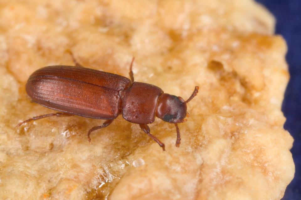 A red flour beetle, about 1/8-inch long, is pictured on a cereal flake.