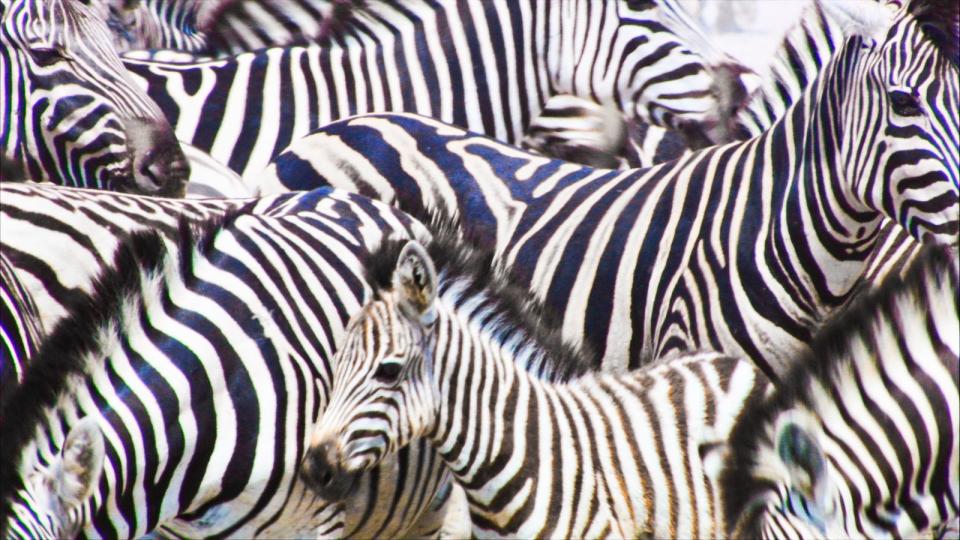 Fast wie eine optische Täuschung: Das Zebra