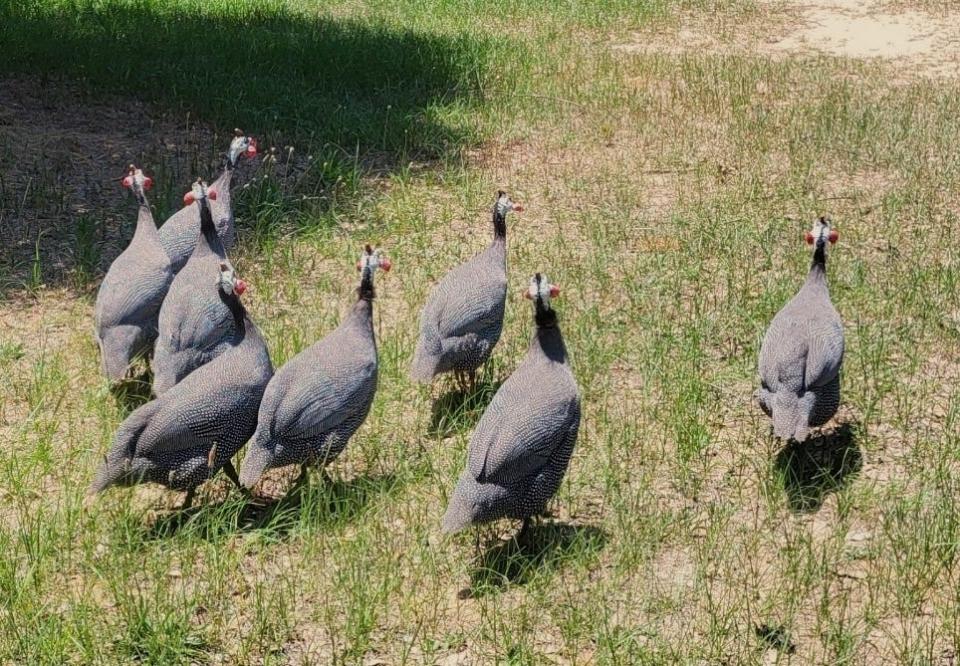 A herd of guineafowl, which are native to Africa, move through a field in South Carolina. [Photo courtesy Judy Greene]