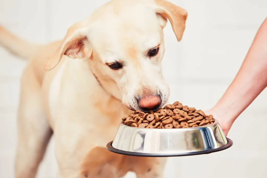 Dog eating kibble with nutrients from bowl