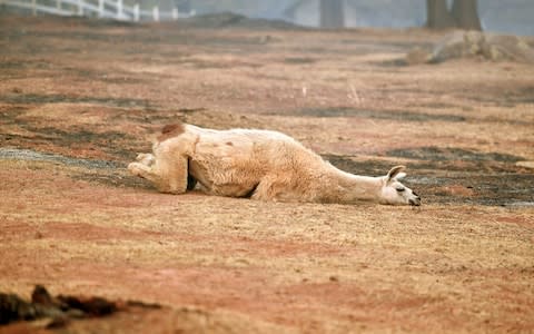 An exhausted llama lays in a partially burned field in Paradise, California  - Credit: Josh Edelson/AFP
