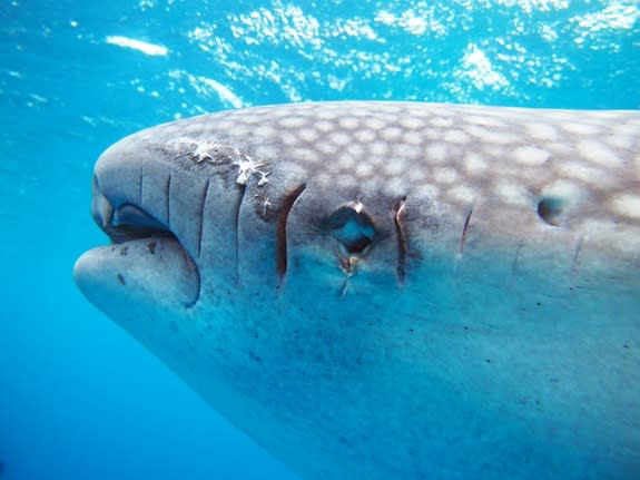 The whale shark "Fermin" sports slashes from a run-in with a boat propeller. One cut runs across his left eye.