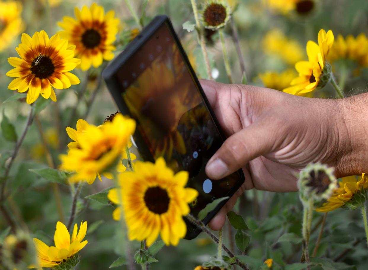 Vikram Baliga takes a picture of a butterfly on a flower at Texas Tech's horticulture gardens manager, Wednesday, July 20, 2022.