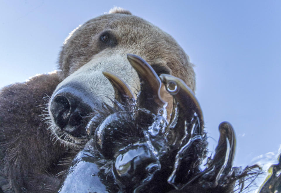 <p>Ein wilder Braunbär schaut neugierig in die Linse einer Kamera, während er im Ozernaya-Fluss auf der Suche nach einem Abendessen ist. Fotograf dieser Aufnahme ist der Reiseführer Mike Korostelev, seine Fotos entstanden im russischen Süd-Kamtschatka-Naturpark mit einer ferngesteuerten Spezialkamera. „Ich bin Unterwasserfotograf von wilden Tieren, aber manchmal benutze ich meine Kamera auch über dem Wasser“, verriet der Fotograf der Fotoagentur „Caters“. (Bild: Caters News/ Mike Korostelev) </p>